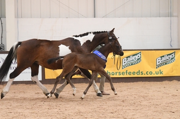 British Breeding/Baileys Horse Feeds Futurity Evaluations Go Virtual for 2020